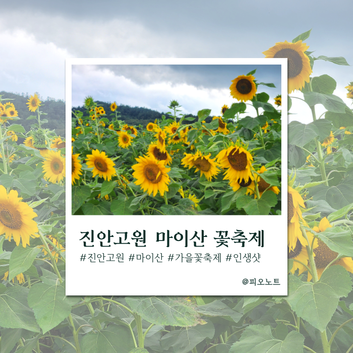  2025 진안 가을꽃축제 마지막날 | 무료 음식 & 인생샷 명당 꿀팁까지!