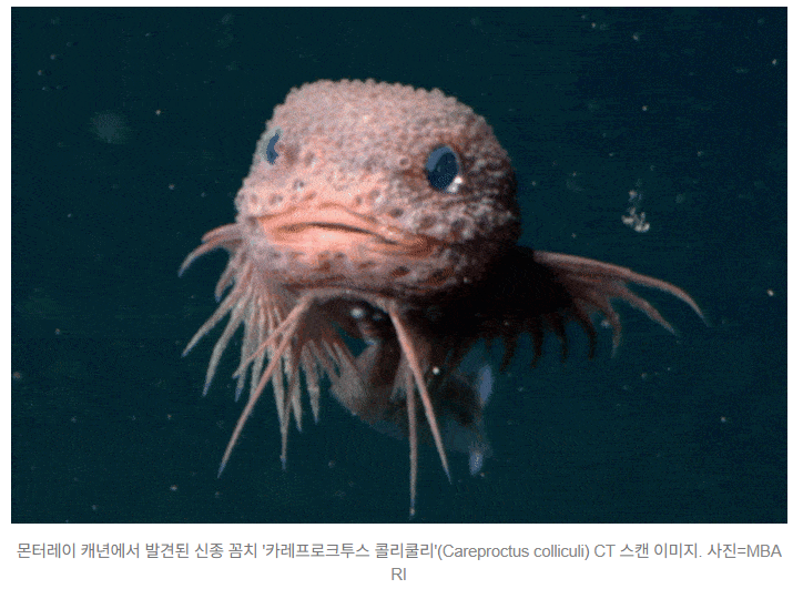   캘리포니아 심해에서 발견된 ‘귀여운 분홍 꼼치’…신종 3종 첫 확인