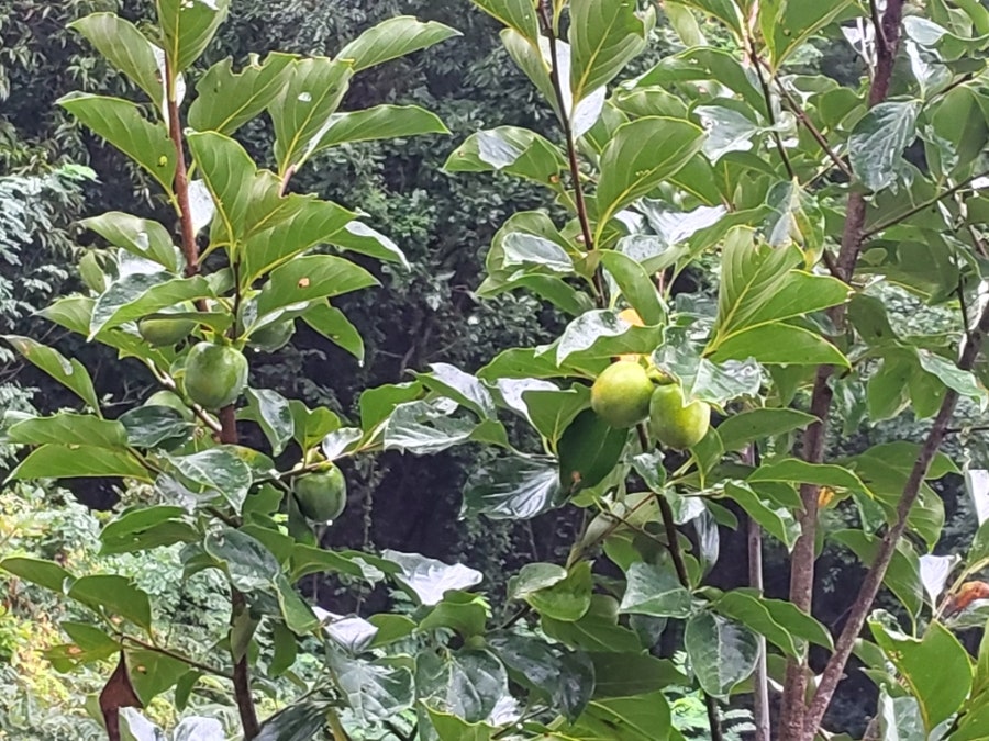 시탕뿌리 사진 2