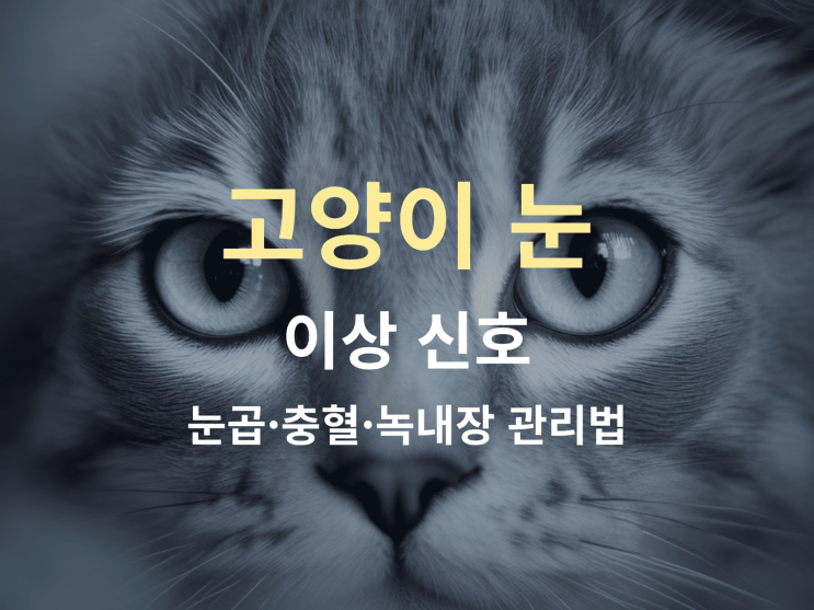  고양이 눈 이상 신호: 눈곱·충혈·녹내장 관리법