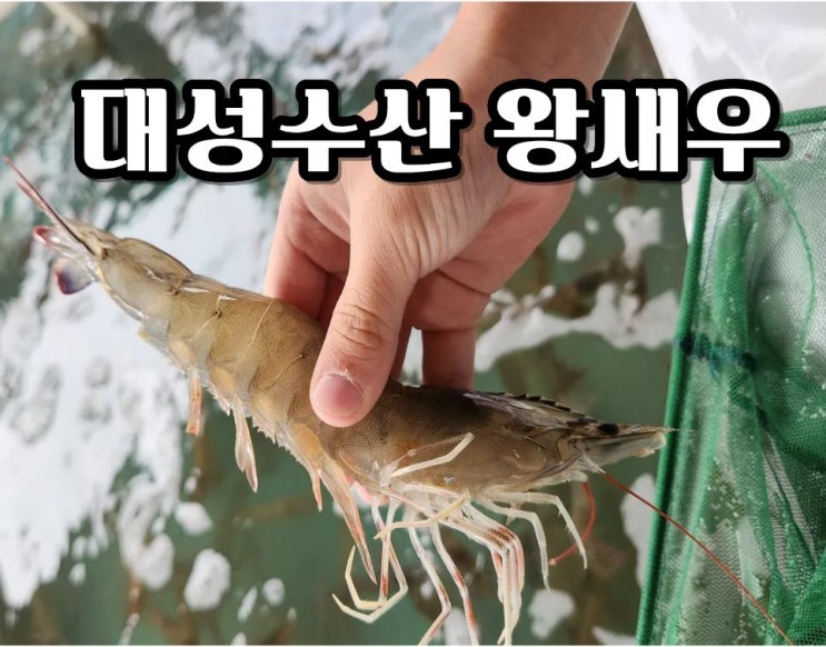  강화도 대하맛집! 왕새우 현지인만 아는 , ‘강화도 대성수산’ 솔직 내돈내산 리뷰
