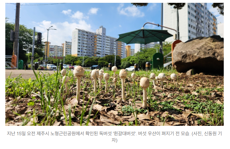  제주시 도심에서 발견된 ‘흰갈대버섯’️ 식용 버섯과 혼동 주의