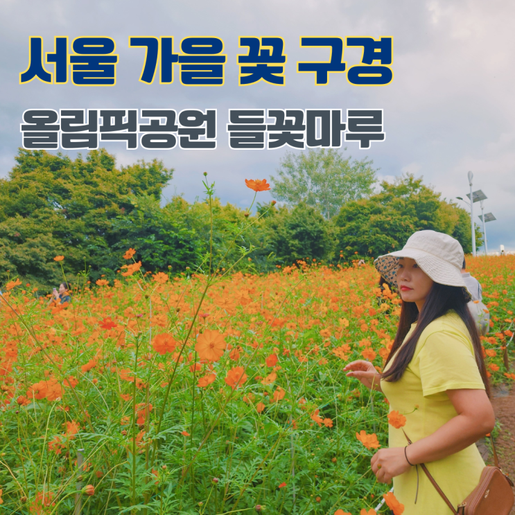  올림픽공원 들꽃마루 서울 9월 10월 가을 꽃 구경 가볼만한 곳 황화코스모스 개화 상황
