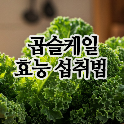  곱슬케일효능 5가지와 일상에서 섭취하는 방법