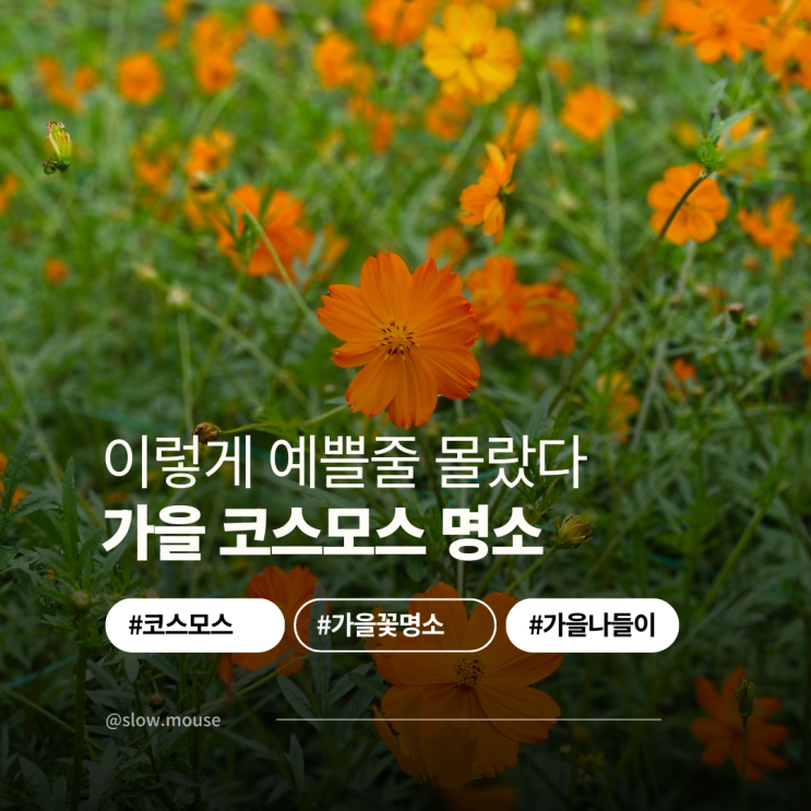  뚜벅이도 갈 수 있는 코스모스 여행지 2곳, 이번 주말이 기회!