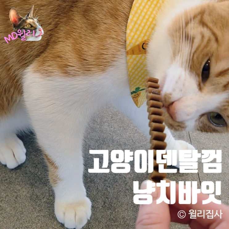  고양이덴탈껌 양치는 고양이껌 강아지껌 말고 냥치바잇
