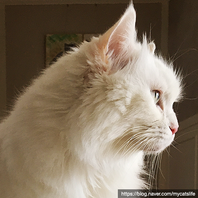  고양이 안락사에 대한 인식 변화