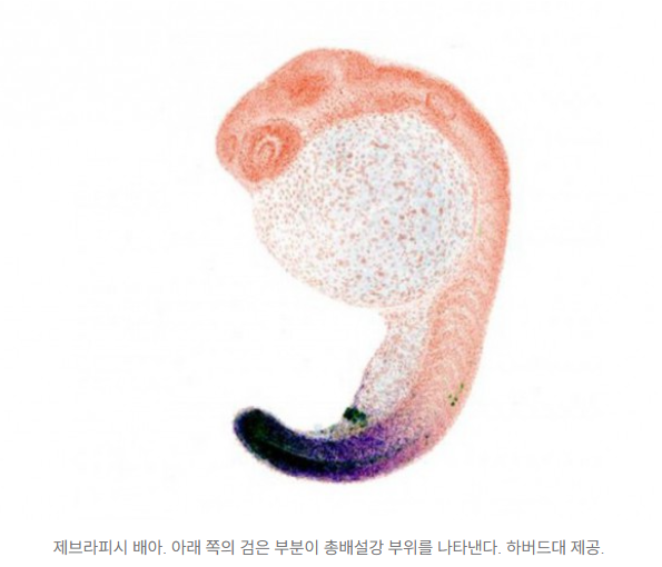   손발의 기원? 어류 지느러미 아닌 ‘총배설강 유전자’에서 나왔다!