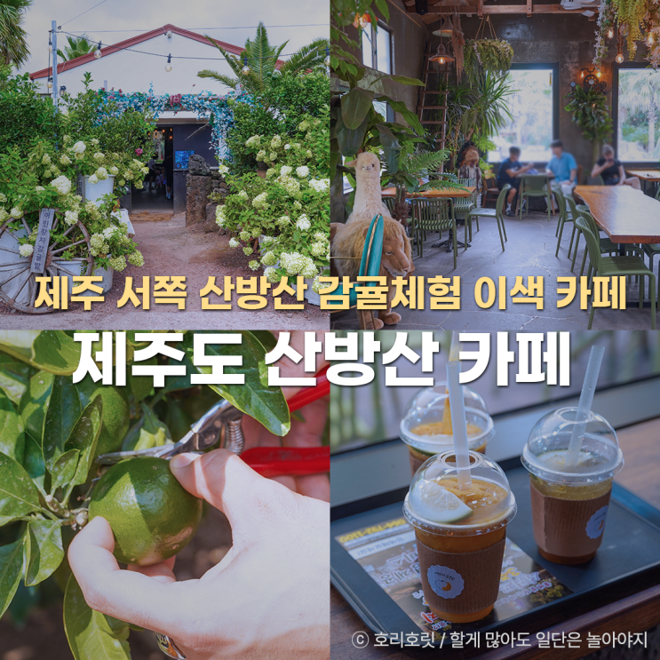  제주 서쪽 카페 제주도 산방산 카페 어린왕자감귤밭
