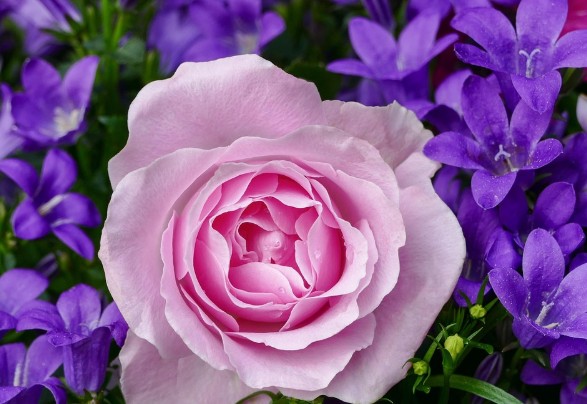  장미 장미꽃 속담 알아보기