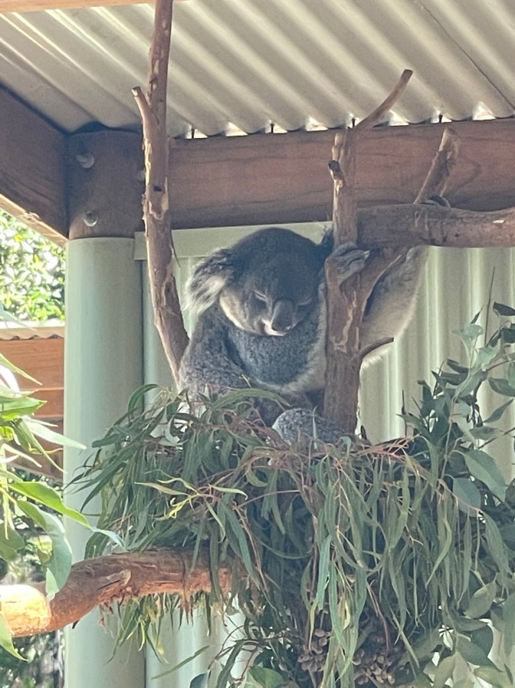  Sydney(3): Featherdale Wildlife Park