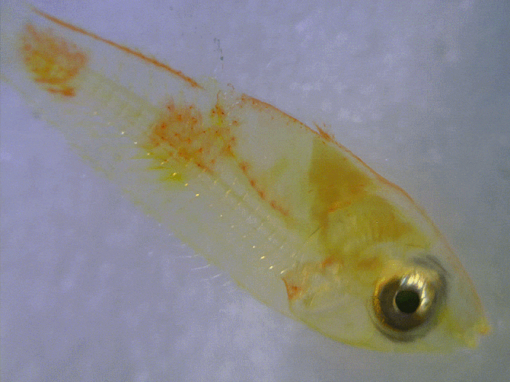 2-1. Stethojulis interrupta terina カミナリベラ 무지개놀래기  (late pelagic stage ; 2024)