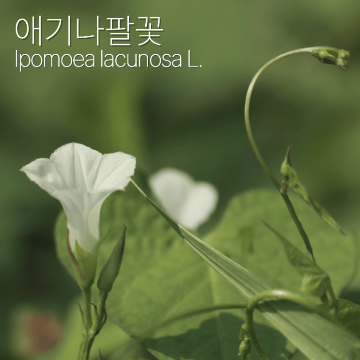 애기나팔꽃 포토 꽃말 잎 키우기