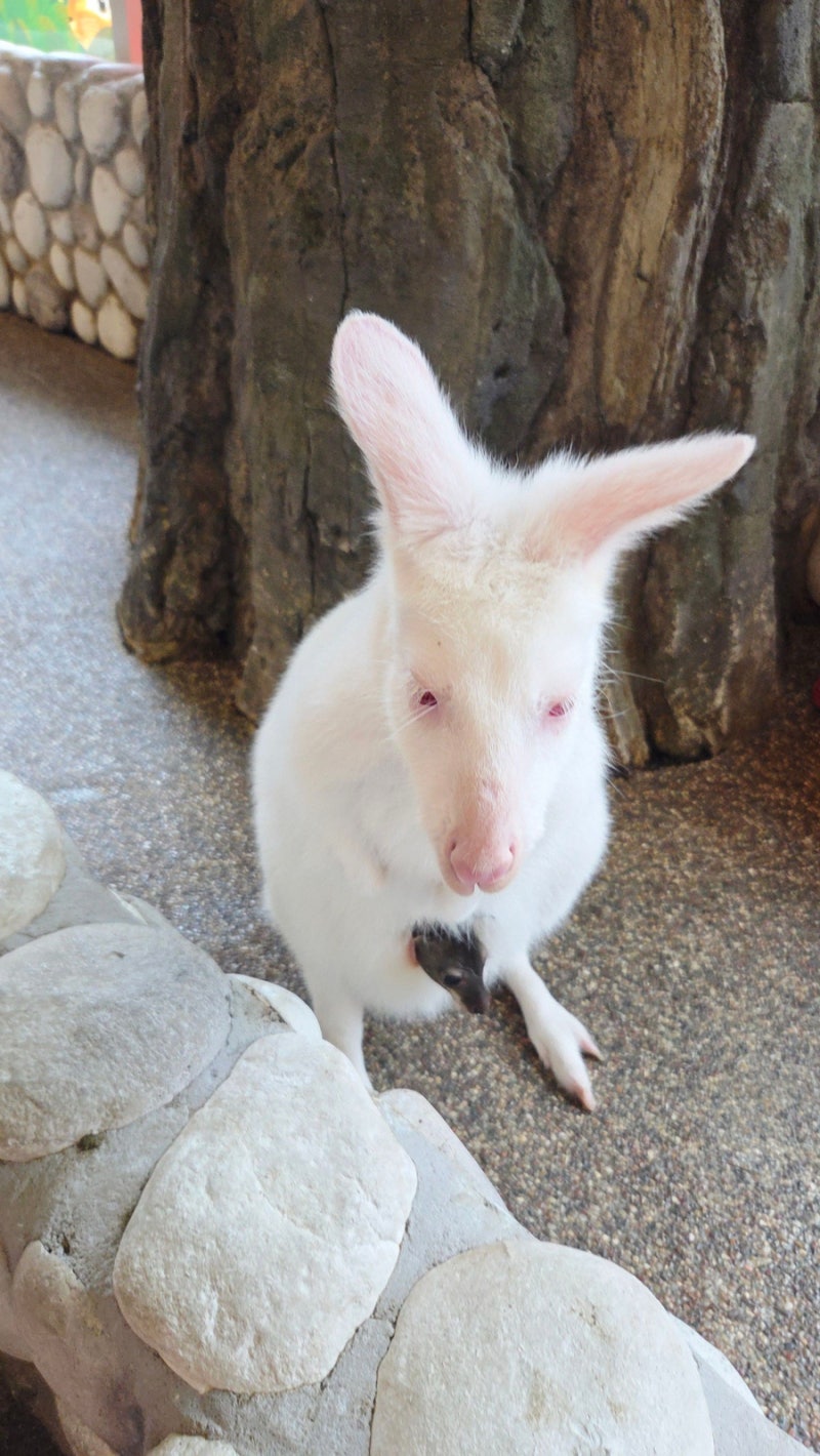 500 왈라비 무료 다운로드 사진, 그림 및 배경 이미지 - Pngtree, image size:800x1420