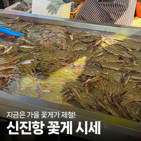 서해 신진도 신진항, 지금 꽃게 얼마? 실시간 시세와 방문 후기