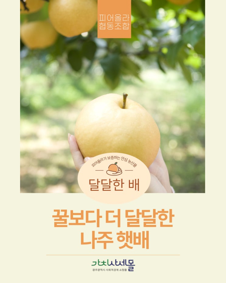  명절할인 "피어올라나주햇배"프리미엄 나주배 선물세트, 지금 놓치면 후회할 특별가 명절할인 고급스러운 나주햇배 프리미엄 선물세트추천