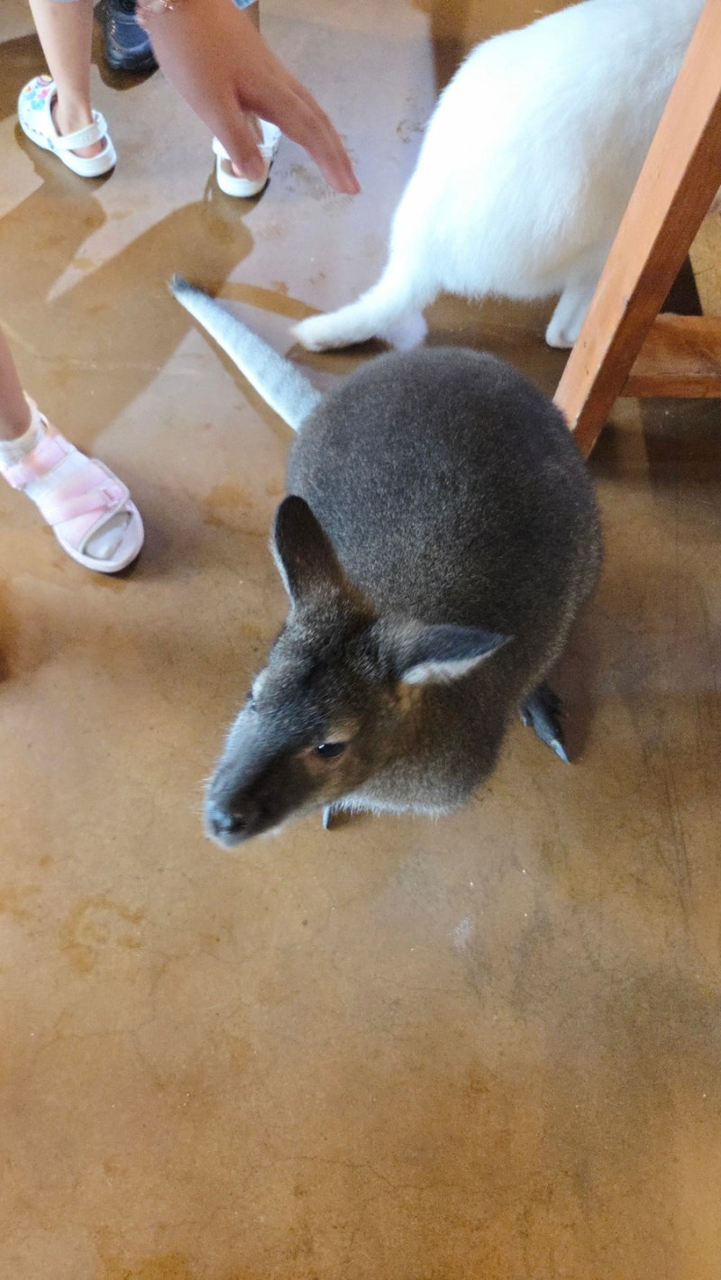 아기 왈라비를 볼 수 있는 하남 주렁주렁 - 동물 간식 교감 패키지로 동물과 교감해요! : 네이버 블로그, image size:800x1420