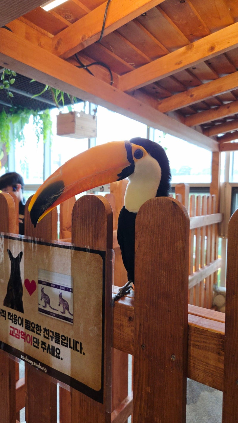 아기와 캥거루 PNG 일러스트 | 이미지 및 PSD 파일 | Pngtree에 무료 다운로드, image size:800x1420