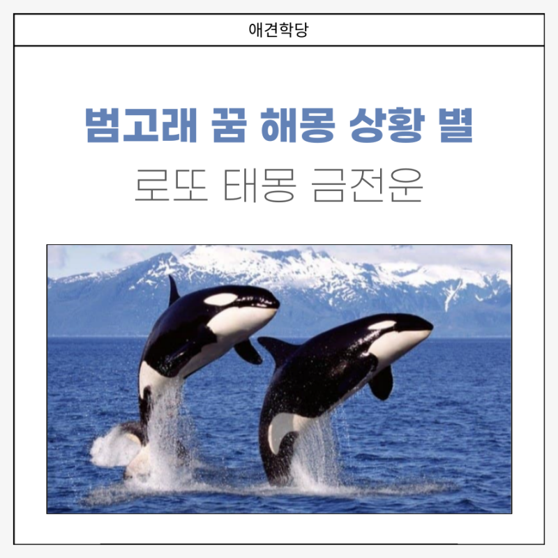 범고래 꿈 해몽 범고래 나오는꿈, 태몽 로또 어떤 좋은일이?