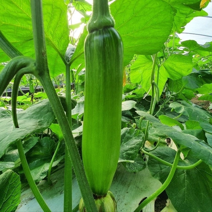  애호박 이렇게 드세요, 중년 건강을 지켜주는 보약 채소