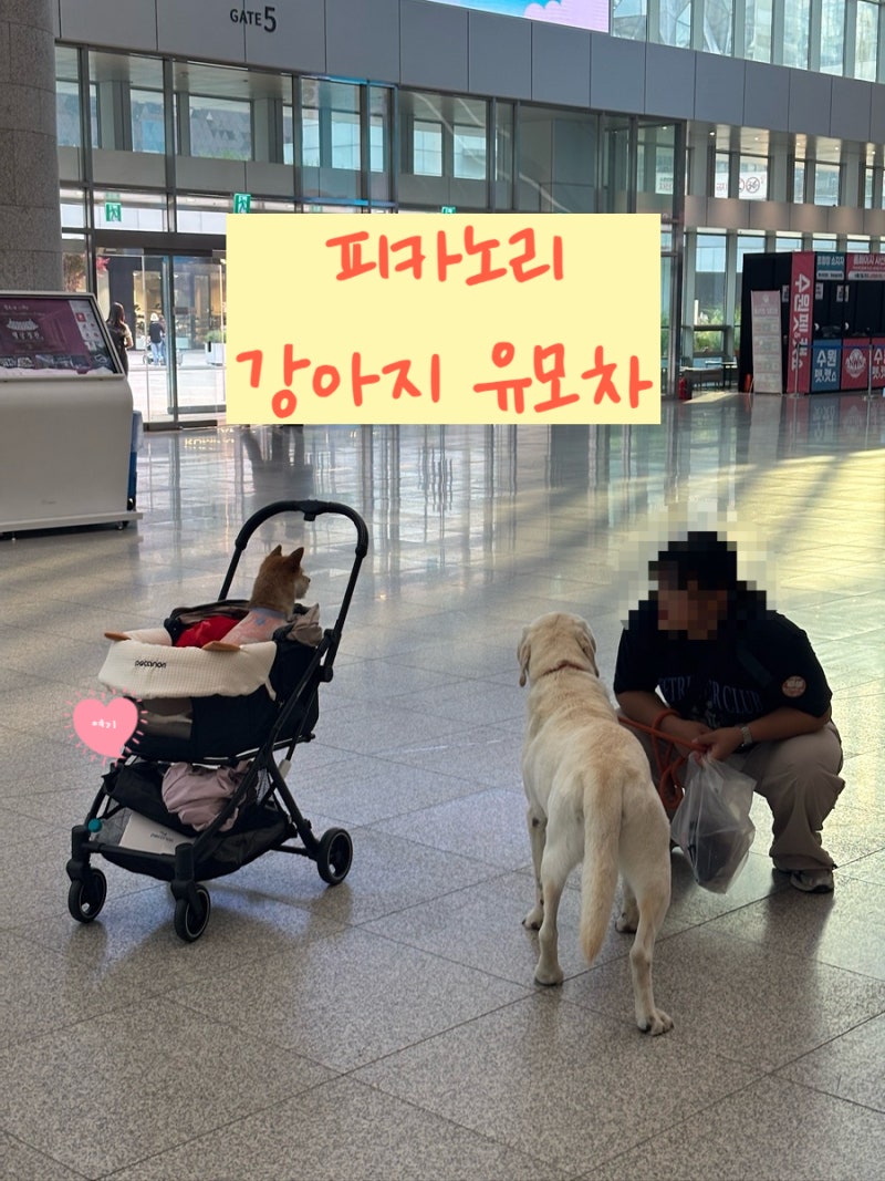 피카노리 이지Z 유모차 솔직 사용 후기 (반려견 유모차 추천)