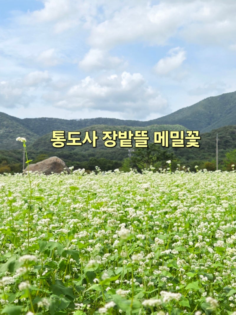 [경남 양산]통도사 장밭뜰 메밀꽃, 반야암