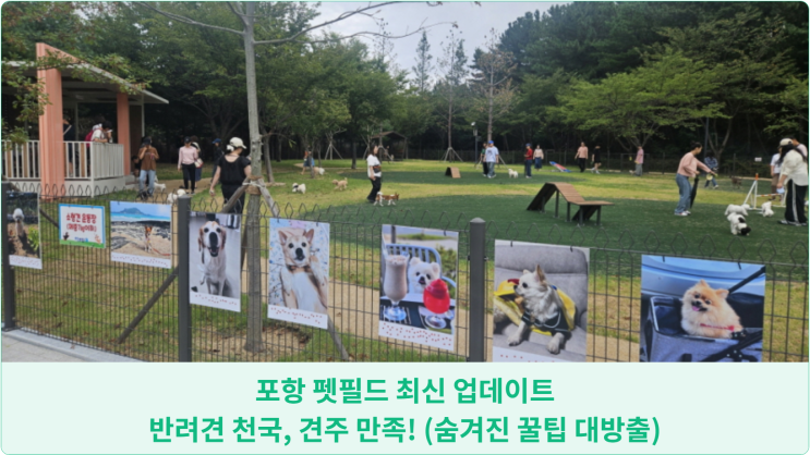  포항 펫필드 최신 업데이트: 반려견 천국, 견주 만족! (숨겨진 꿀팁 대방출)