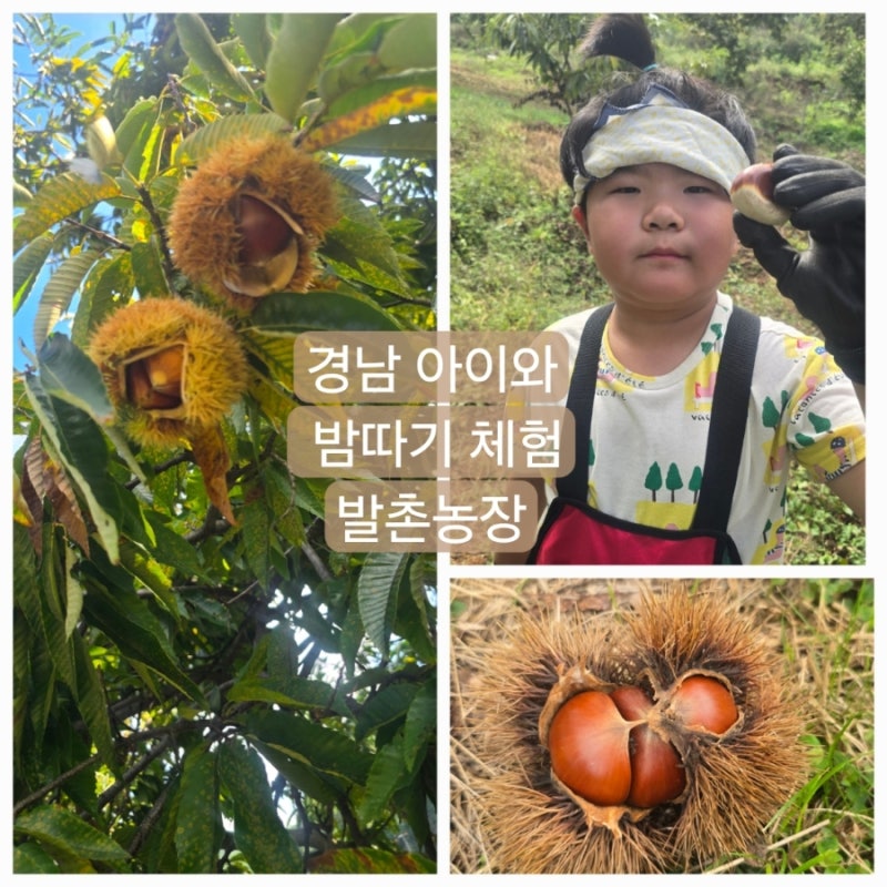 경남 아이랑 밤따기 체험 고성 발촌농장 만족도 최고