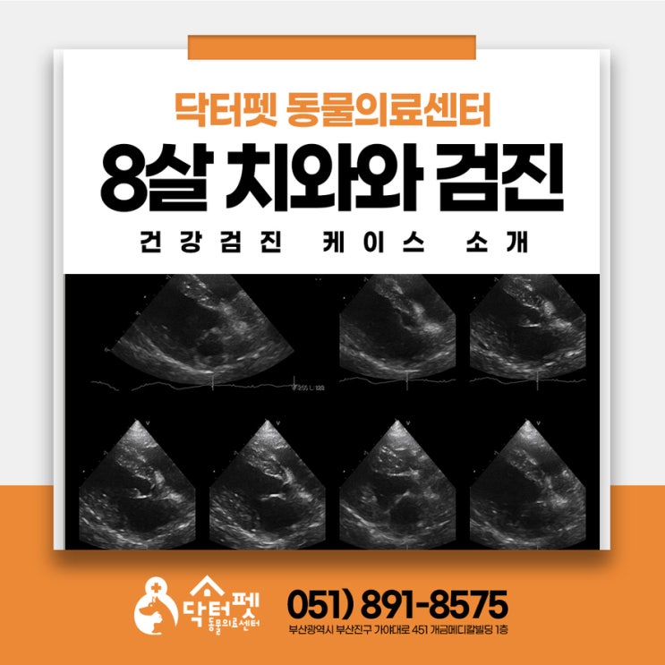  아무 증상 없던 8살 치와와 건강검진으로 '초기 심장병' 발견 케이스 부산 개금역 강아지 동물병원