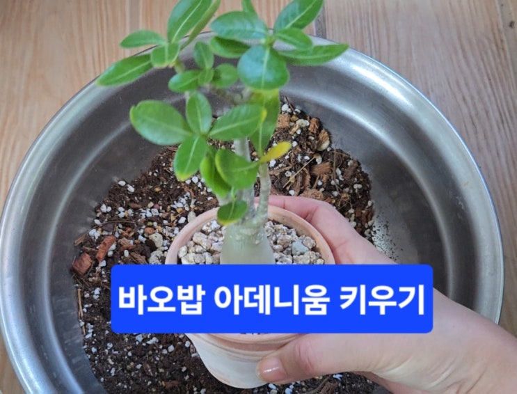  바오밥 아데니움 키우기/바오밥나무키우기/특징/물주기/햇빛/온도/분갈이/겨울나기/휴면준비/휴면관리
