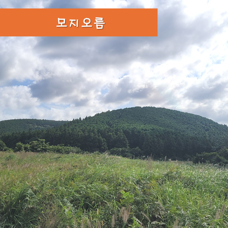  《제주오름》 모지오름 제주도 동쪽오름 억새와 삼나무숲
