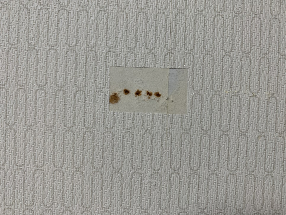 찢어진 벽지 보수 셀프 방법 및 비용 (성남)