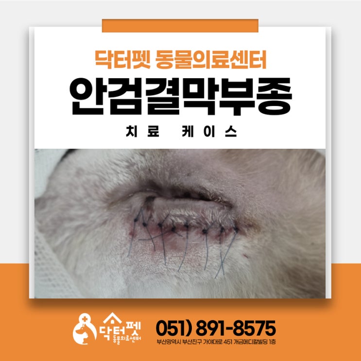  7살 코리안숏헤어 안검결막부종 안검내번 눈꺼풀 수술 부산진구 고양이 24시간 입원치료 동물병원