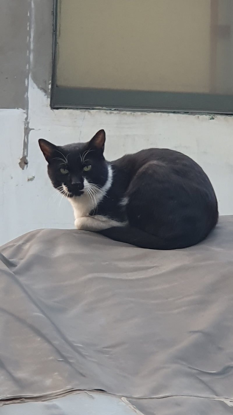 길고양이 전문가께 질문해요!! 이거 길고양이 퇴치법인가요?