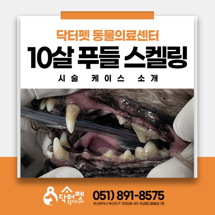  강아지 이빨을 빼면 더 불편하지 않을까요? 부산 가야동 노령견 스케일링 발치 동물병원