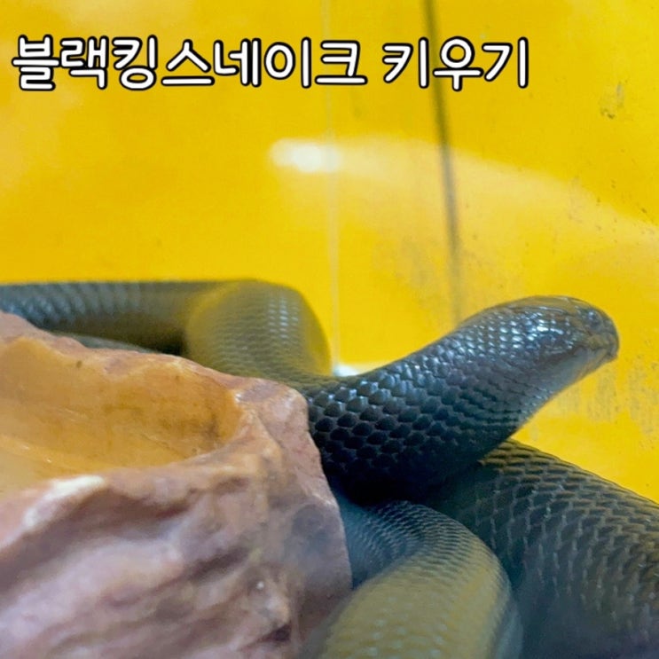 <b>블랙킹 스네이크</b> 독 먹이 분양가 반려뱀 키우기 준비물