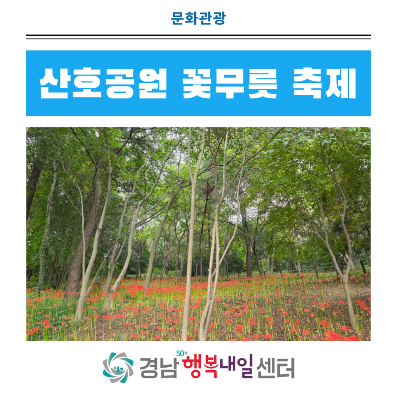 시민들을 위한 특별한 가을 선물 [제11회 산호공원 꽃무릇 축제]