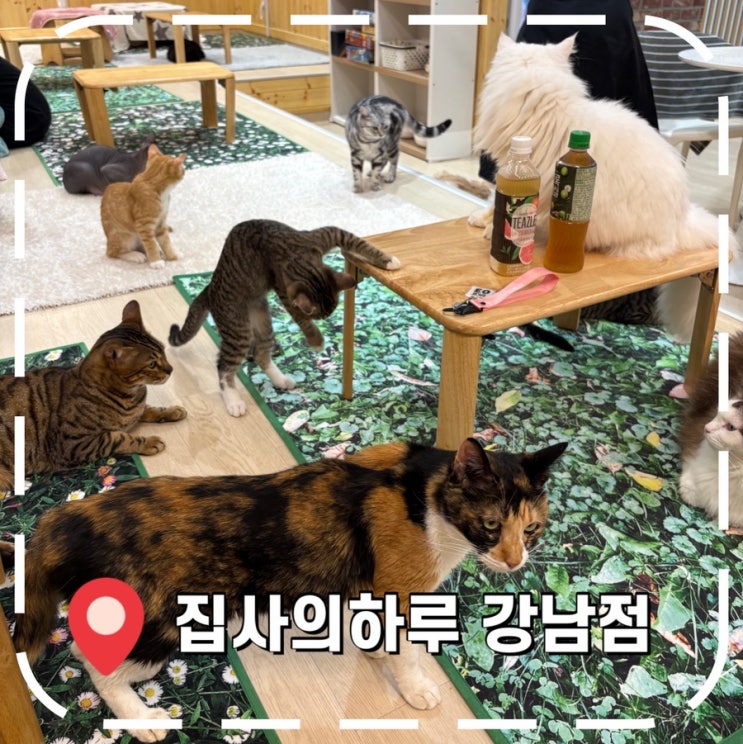  [강남역놀거리] 강남 고양이카페 유기묘카페- ‘집사의하루 강남점’