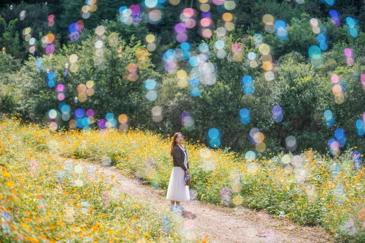  황화코스모스 꽃밭을 볼 수 있는 - 미래지생태공원