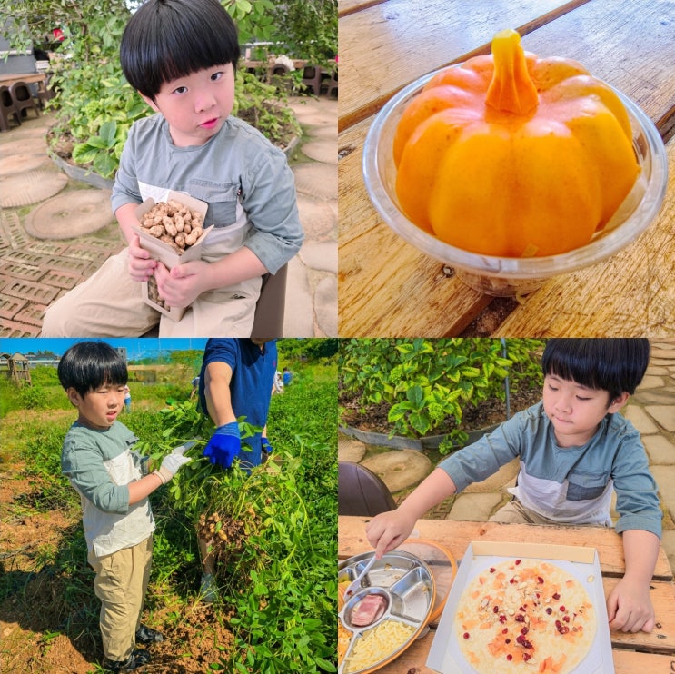  파주 땅콩수확 시기 체험 애플샤인농원