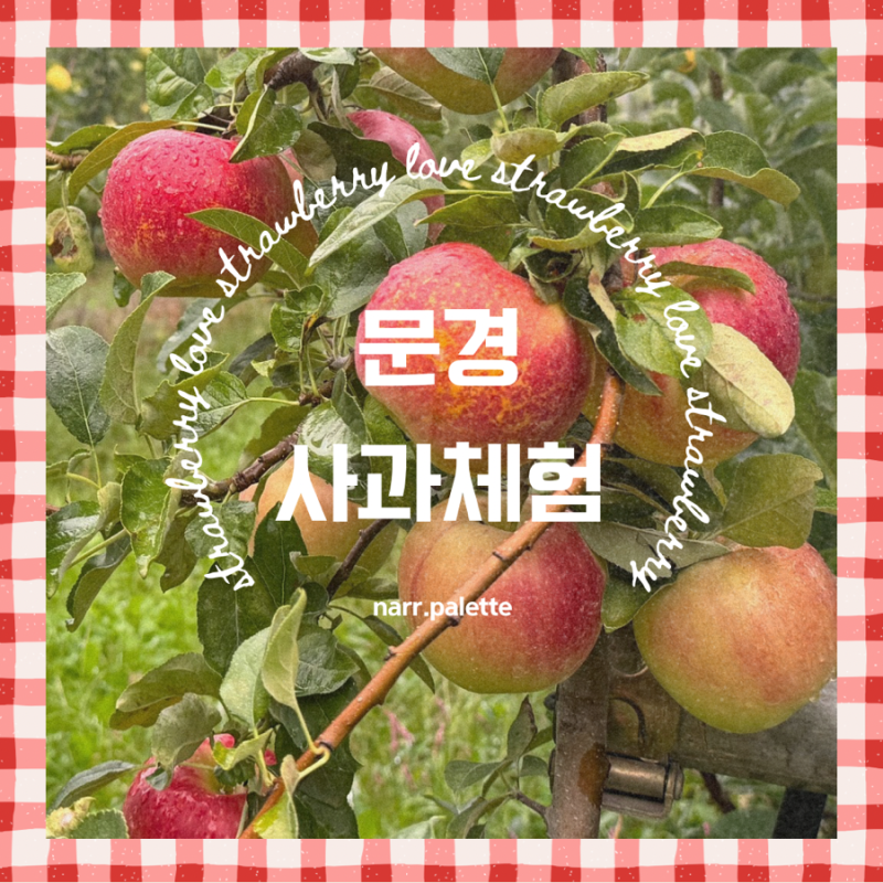 아이랑 함께한 문경 사과따기 체험 (feat : 문경사과축제)
