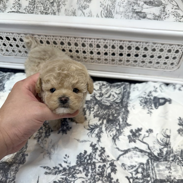  토이푸들 입양 비용, 현실적인 선택은? 울산 티니미니에서 합리적으로