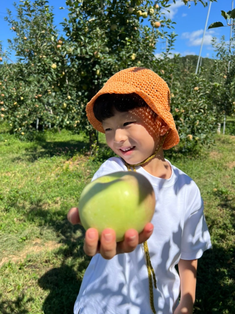0921 충주 새봄농원 사과따기체험, 충주 자유시장