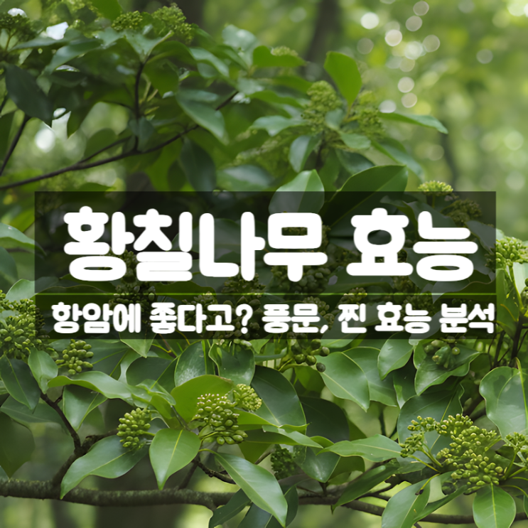  황칠나무 효능 부작용 꽃말 먹는법 - 항암에 진짜 효과있을까?