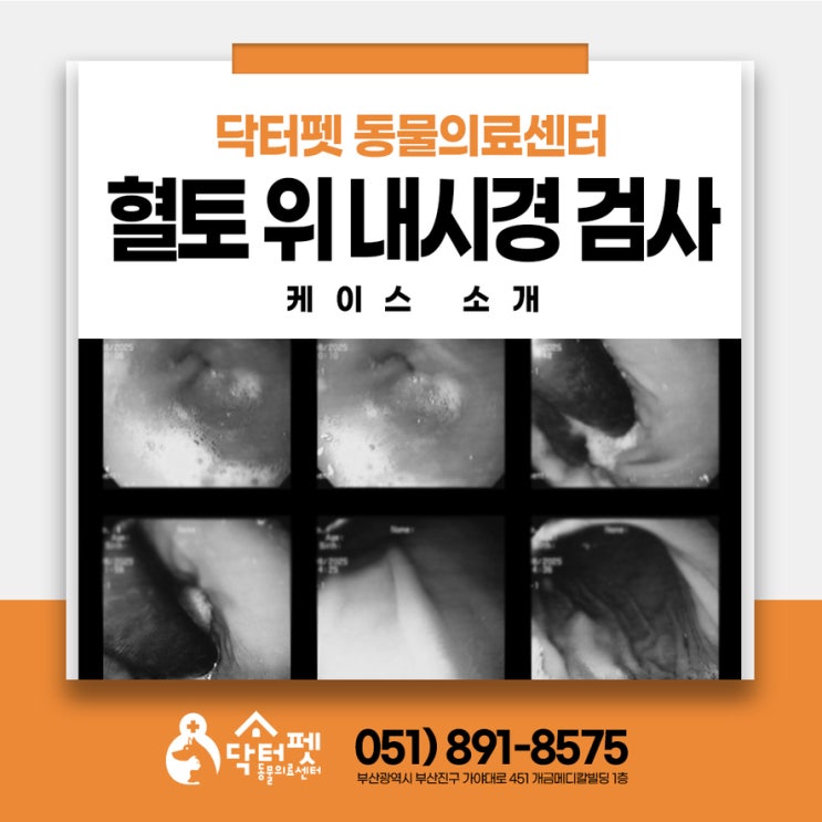  혈액검사 엑스레이 모두 정상인데 계속 구토하는 강아지 원인은 바로 '이것'(위내시경 진단 사례) 부산 사상구 동물병원
