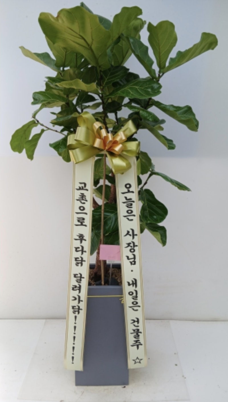 배칠수의 꽃배달 주문 후기; 전국 축하화분화환 배달; 회원가입으로 할인받기
