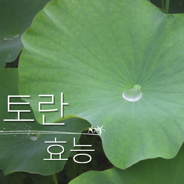 토란 토란대 효능 수확시기 보관법