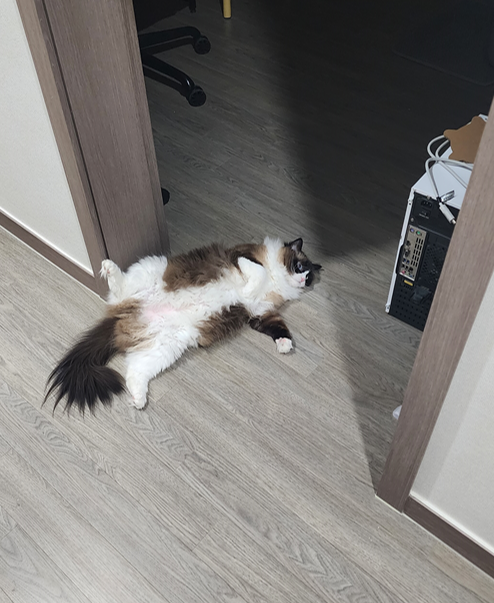  대용량 고양이 간식 추천 동결건조 건식 츄르 습식 짜먹는 간식