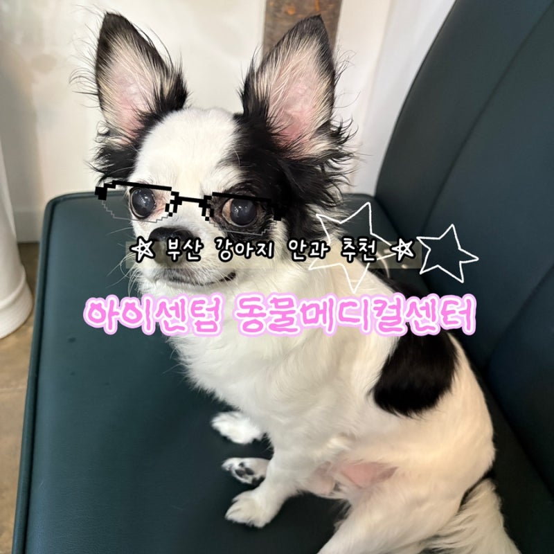해운대 동물병원 부산 강아지안과 아이센텀동물메디컬센터