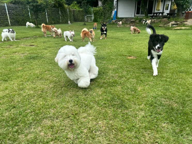  위례 애견호텔 :) 라드독 천연잔디 강아지 호텔